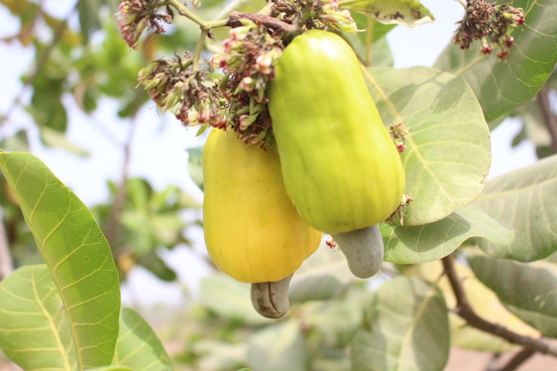 Cashew