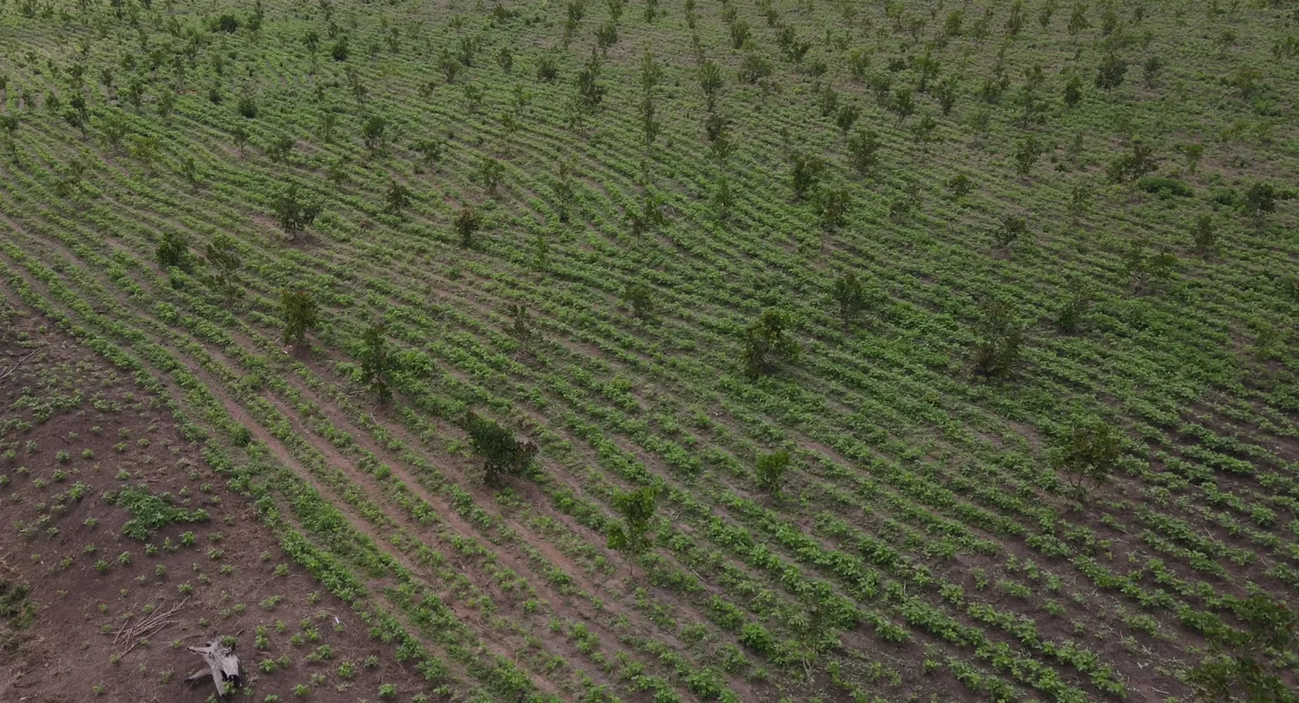 Agri-Real Estate
